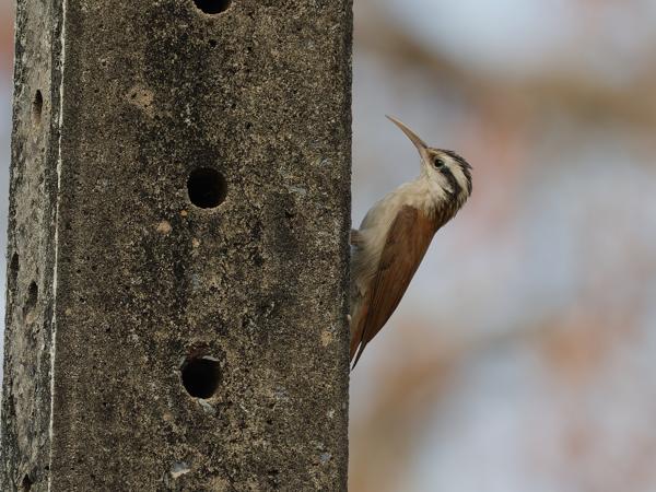Wenkbrauwmuisspecht (Lepidocolaptes angustirostris)